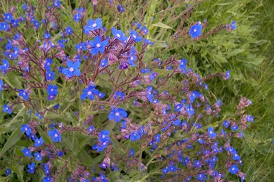 Anchusa italica,
andryala à feuilles entières,
Buglossa azzurra,
buglosse d'Italie,
carmelita descalza,
garden anchusa,
Italian alkanet,
Italian bugloss,
Italienische Ochsenzunge,
large blue alkanet,
tripa-de-ovelha