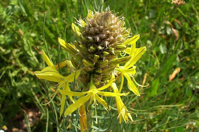 Asphodeline lutea,
Asfodelo giallo,
Jacob's-rod,
king's-spear,
yellow asphodel