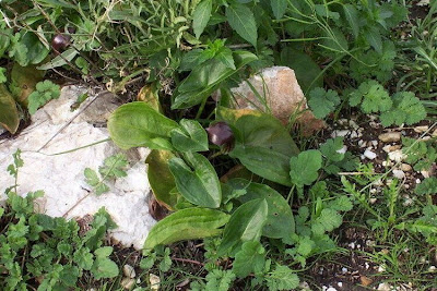 Arisarum vulgare,
Arisaro comune,
candeias,
candilejos,
gouet à capuchon,
Larus