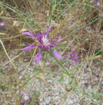 Centaurea subtilis,
Fiordaliso garganico