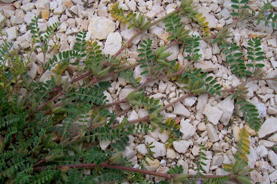 Astragalus sesameus,
Astragalo minore,
Small Flowered Milk Vetch