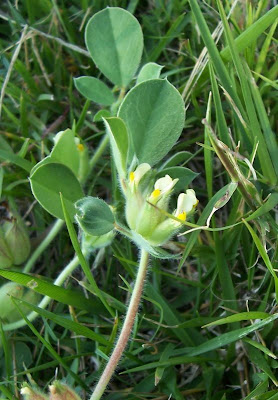 Anthyllis tetraphylla,
Bladder Vetch,
Vulneraria annuale
