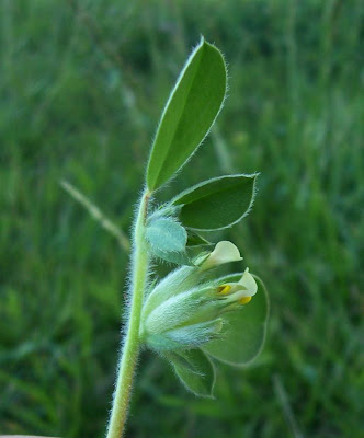 Anthyllis tetraphylla,
Bladder Vetch,
Vulneraria annuale