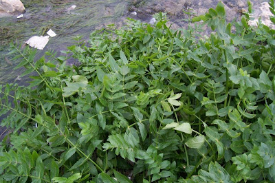 Apium nodiflorum,
crescione,
erba cannella,
European marshwort,
Gorgalestro,
Sedano d'acqua,
Water Parsnip