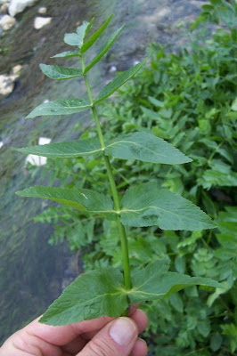 Apium nodiflorum,
crescione,
erba cannella,
European marshwort,
Gorgalestro,
Sedano d'acqua,
Water Parsnip