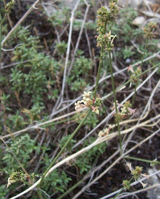 Asperula cynanchica,
Squinancywort,
Stellina comune