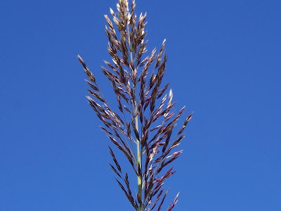 Arundo donax,
cana-do-brejo,
cana-do-reino,
Canna domestica,
Canna gentile,
canne de Provence,
canno-do-reino,
capim-plumoso,
caña común,
caña de Castilla,
giant reed,
Giant River Reed,
giant-reed,
giantreed,
grand roseau