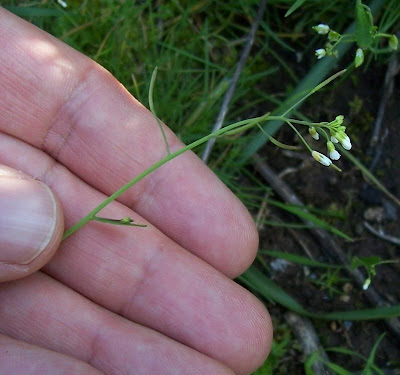 Arabidopsis thaliana,
Arabetta comune,
arabette de Thalius,
arabidopsis,
erva-estrelada,
mouse-ear cress,
mouseear cress,
Schmalwand,
Thale Cress