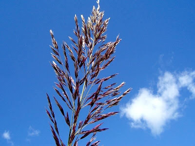 Arundo donax,
cana-do-brejo,
cana-do-reino,
Canna domestica,
Canna gentile,
canne de Provence,
canno-do-reino,
capim-plumoso,
caña común,
caña de Castilla,
giant reed,
Giant River Reed,
giant-reed,
giantreed,
grand roseau