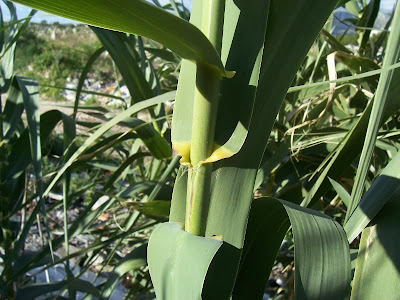 Arundo donax,
cana-do-brejo,
cana-do-reino,
Canna domestica,
Canna gentile,
canne de Provence,
canno-do-reino,
capim-plumoso,
caña común,
caña de Castilla,
giant reed,
Giant River Reed,
giant-reed,
giantreed,
grand roseau