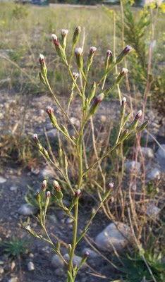 Aster squamatus,
aster écailleux,
Astro autunnale,
mata-jornaleiros,
matacaveros,
Narrow Leaved Aster,
southeastern annual saltmarsh aster,
Squamatus-Aster