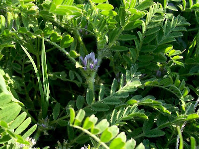 Astragalus sesameus,
Astragalo minore,
Small Flowered Milk Vetch