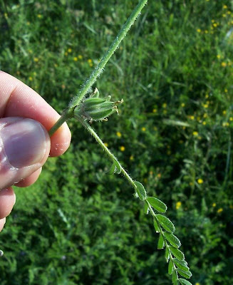 Astragalus sesameus,
Astragalo minore,
Small Flowered Milk Vetch