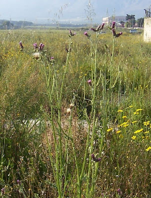 Carduus pycnocephalus,
cardo,
cardo de calvero,
Cardo saettone,
cardo-asnil-italiano,
chardon à capitules serrés,
compact-headed thistle,
Italian plumeless thistle,
Italian thistle,
Plymouth Thistle,
shore thistle,
slender thistle