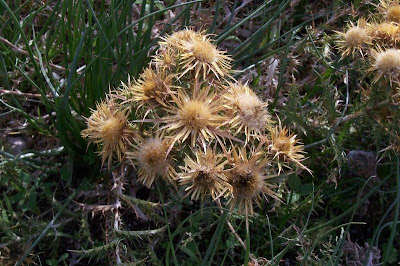 Carlina corymbosa,
cabeza de pollo,
Carlina raggio d'oro,
carline en corymbe,
Clustered Carline Thistle,
Wolliger Saflor