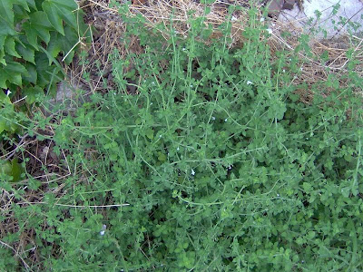 Calamintha nepeta,
calament,
echte Bergminze,
Katzen-Bergthymian,
kleinblütige Bergminze,
lesser calamint,
menthe de montagne,
mentuccia commune,
Mentuccia comune,
Nepetella,
Poleggio selvatico