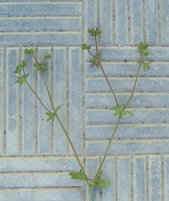 Campanula erinus,
Campanula minore,
Small Bellflower