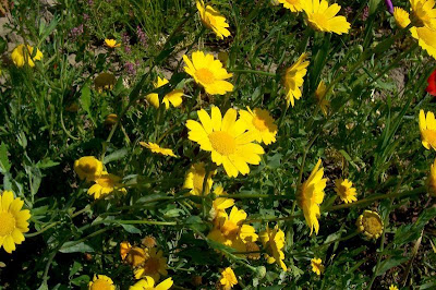 Chrysanthemum segetum,
chrysanthème des moissons,
corn chrysanthemum,
corn marigold,
corndaisy,
corona de Rey,
Crisantemo campestre,
Ingrassabue,
malmequer,
marguerite dorée,
ojos de los sembrados,
pampilho-das-searas,
Saat-Wucherblume