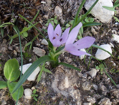 Colchicum cupanii,
Colchico di Cupani,
Mediterranean Meadow Saffron