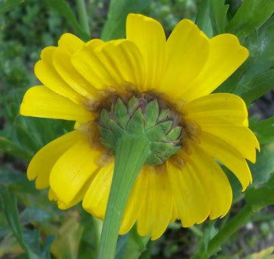 Chrysanthemum segetum,
chrysanthème des moissons,
corn chrysanthemum,
corn marigold,
corndaisy,
corona de Rey,
Crisantemo campestre,
Ingrassabue,
malmequer,
marguerite dorée,
ojos de los sembrados,
pampilho-das-searas,
Saat-Wucherblume