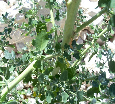 Chenopodium opulifolium,
chénopode à feuilles d' obier,
couve-maltesa,
Farinello viburniforme,
Grey Goosefoot,
Schneeballblättriger Günsefuß,
seaport goosefoot