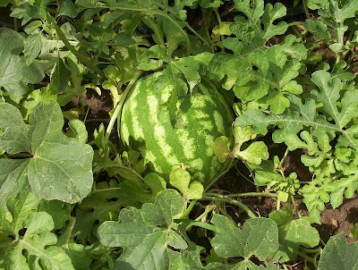 Citrullus lanatus,
Anguria,
Cocomero,
egusi,
egusi watermelon,
Melone d'acqua,
sandía,
watermelon,
wild melon