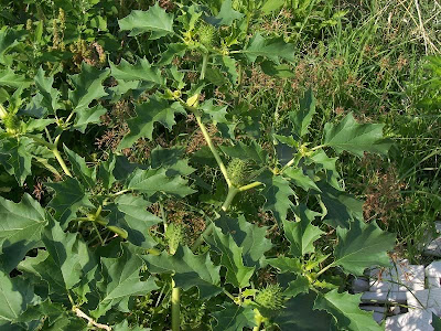 Datura stramonium,
common thorn-apple,
datura manzana,
datura stramoine,
estramonio,
estramónio,
figueira-do-diabo,
figueira-do-inferno,
Gemeiner Stechapfel,
gewone stinkblaar,
herbe des taupes,
indormia,
Jamestown weed