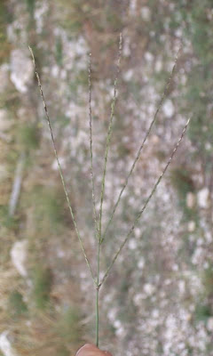 Digitaria sanguinalis,
Bluthirse,
Blutrote Fingerhirse,
crab finger grass,
Crabgrass,
Dewgrass,
digitaire sanguine,
garrachuelo,
hairy crab grass,
hairy crabgrass,
large crabgrass,
manne terrestre,
milhã-digitada,
panic sanguin