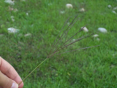 Digitaria sanguinalis,
Bluthirse,
Blutrote Fingerhirse,
crab finger grass,
Crabgrass,
Dewgrass,
digitaire sanguine,
garrachuelo,
hairy crab grass,
hairy crabgrass,
large crabgrass,
manne terrestre,
milhã-digitada,
panic sanguin