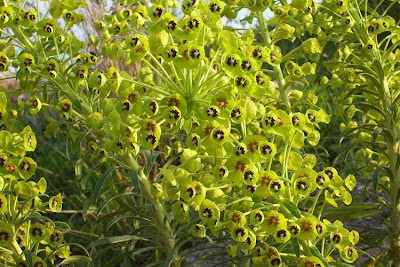 Euphorbia characias,
Albanian spurge,
Euforbia cespugliosa,
Mediterranean Spurge
