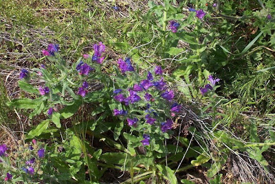 Echium plantagineum,
bloudissel,
blueweed,
Paterson's-curse,
pers-echium,
purple echium,
purple viper's-bugloss,
purple-bugloss,
Riverina bluebell,
Salvation Jane,
sonaja,
Viper's Bugloss,
viper's-bugloss,
Viperina piantagginea