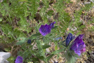 Echium plantagineum,
bloudissel,
blueweed,
Paterson's-curse,
pers-echium,
purple echium,
purple viper's-bugloss,
purple-bugloss,
Riverina bluebell,
Salvation Jane,
sonaja,
Viper's Bugloss,
viper's-bugloss,
Viperina piantagginea