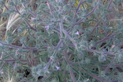 Echium asperrimum,
Viperina ruvidissima