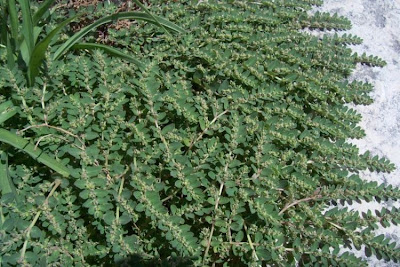 Euphorbia prostrata,
Euforbia prostrata,
prostrate sandmat