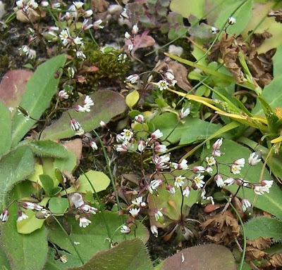 Erophila verna,
Draba primaverile,
drave printanière,
Frühlings-Hungerblümchen,
Whitlow Grass