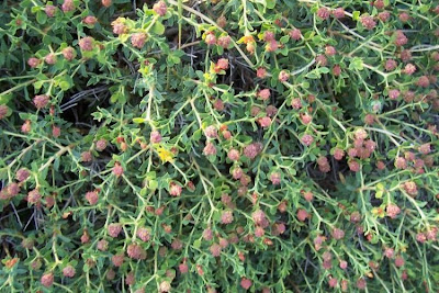 Euphorbia spinosa,
Euforbia spinosa,
Spiny Spurge