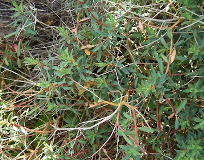 Euphorbia spinosa,
Euforbia spinosa,
Spiny Spurge