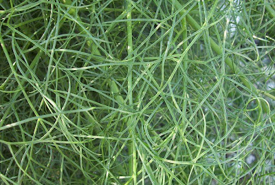 Ferula communis,
Ferla,
Ferra,
Ferula comune,
Finocchiaccio,
Giant Fennel,
giant-fennel