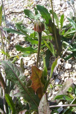 Hedypnois rhagadioloides,
alface-de-porco,
hédypnoïs polymorphe,
Radicchio pallottolino,
Röhrchenkraut