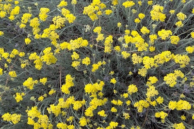 Helichrysum italicum,
Curry Plant,
Perpetuini d'Italia