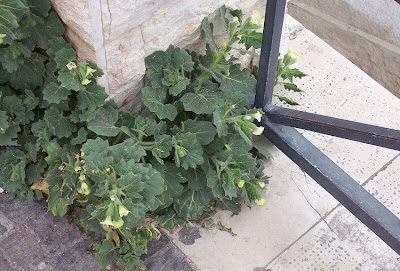 Hyoscyamus albus,
Giusquiamo bianco,
white henbane