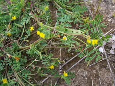 Hippocrepis unisiliquosa,
Budellina,
Sferracavallo minore,
Single Flowered Horseshoe Vetch