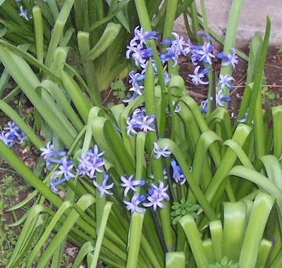 Hyacinthus orientalis,
garden hyacinth,
giacinto,
Giacinto comune,
hyacinth,
Hyazinthe,
jacinthe,
jacinto,
Roman Hyacinth