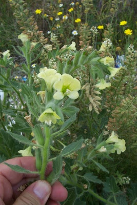 Hyoscyamus albus,
Giusquiamo bianco,
white henbane