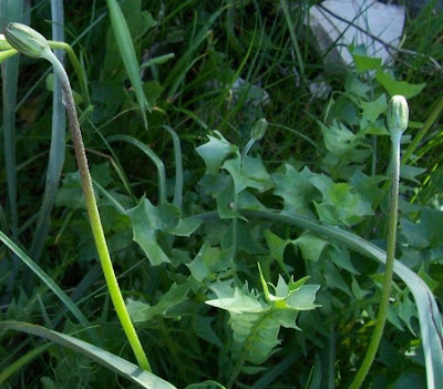 Hyoseris radiata,
Perennial Hyoseris,
Radicchio selvatico