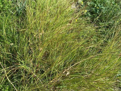 Heteropogon contortus,
black spear grass,
bunch spear grass,
hierba torcida,
spear grass,
Speergras,
tangelhead,
tangle grass,
tanglehead,
Trebbia contorta