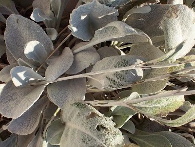 Inula verbascifolia,
Enula candida