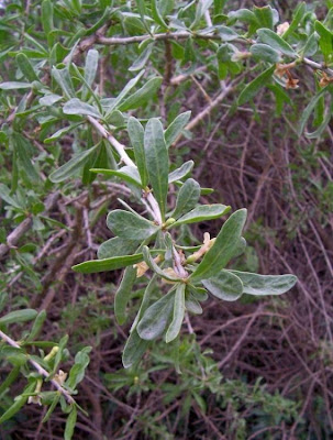 Lycium europaeum,
boxthorn,
European matrimony-vine,
European Tea Tree,
Spina santa comune