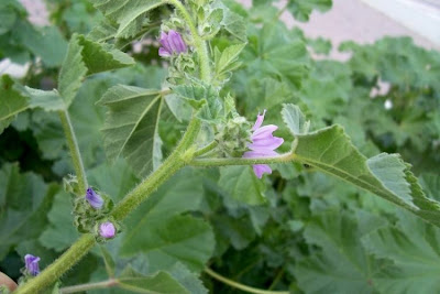 Lavatera cretica,
Cornish mallow,
Cretan-hollyhock,
Kretische Strauchpappel,
lavatéra de Crête,
malva-bastarda,
Malvone di Creta,
Smaller Tree Mallow