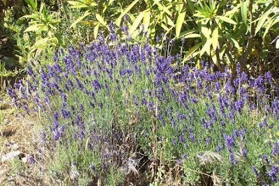 Lavandula angustifolia,
English lavender,
Fior di Spigo,
Lavanda vera,
lavender,
Old English Lavender,
Spigo